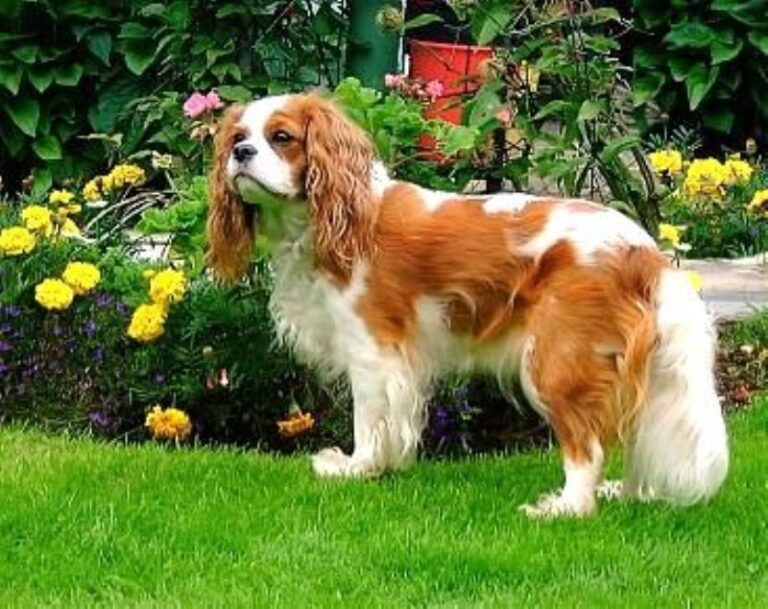 Cavalier King Charles Spaniel