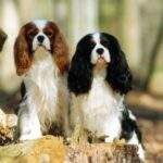 Cavalier King Charles Spaniel