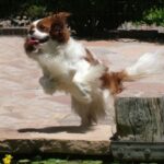 Cavalier King Charles Spaniel