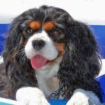 Cavalier King Charles Spaniel