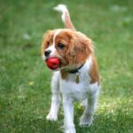 Cavalier King Charles Spaniel