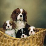 Cavalier King Charles Spaniel
