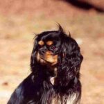 Cavalier King Charles Spaniel