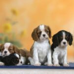 Cavalier King Charles Spaniel