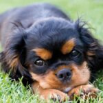 Cavalier King Charles Spaniel