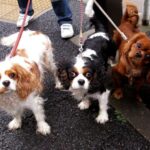 Cavalier King Charles Spaniel