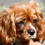 Cavalier King Charles Spaniel