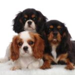 Cavalier King Charles Spaniel