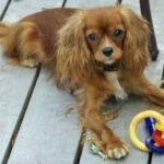 Cavalier King Charles Spaniel