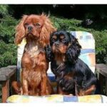 Cavalier King Charles Spaniel