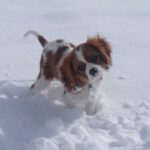 Cavalier King Charles Spaniel