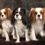 Cavalier King Charles Spaniel