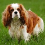 Cavalier King Charles Spaniel