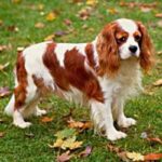 Cavalier King Charles Spaniel