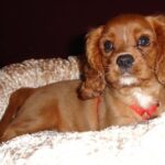 Cavalier King Charles Spaniel