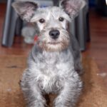 Cesky Terrier