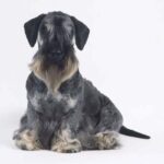 Cesky Terrier
