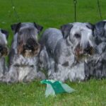 Cesky Terrier