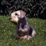 Cesky Terrier