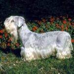 Cesky Terrier