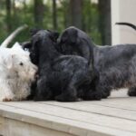 Cesky Terrier