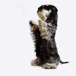 Cesky Terrier
