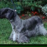 Cesky Terrier