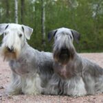 Cesky Terrier