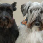 Cesky Terrier