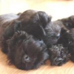 Cesky Terrier