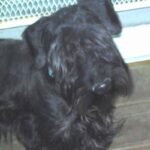 Cesky Terrier