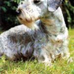 Cesky Terrier
