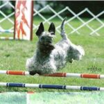 Cesky Terrier