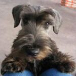 Cesky Terrier