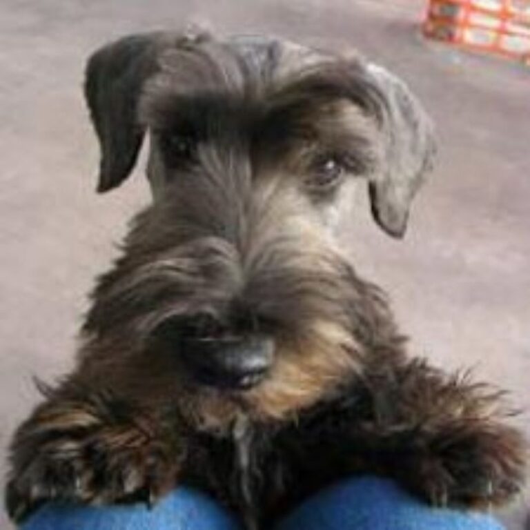 Cesky Terrier