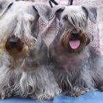 Cesky Terrier