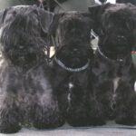 Cesky Terrier