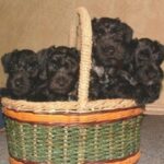 Cesky Terrier