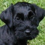 Cesky Terrier