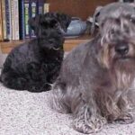 Cesky Terrier