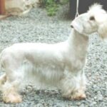 Cesky Terrier
