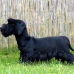 Cesky Terrier