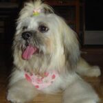 Chacy Ranior