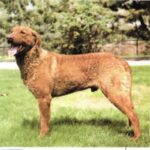 Chesapeake Bay Retriever