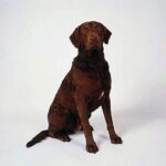 Chesapeake Bay Retriever