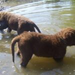Chesapeake Bay Retriever