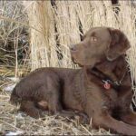 Chesapeake Bay Retriever