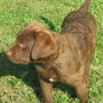 Chesapeake Bay Retriever