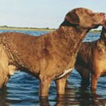 Chesapeake Bay Retriever