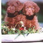 Chesapeake Bay Retriever